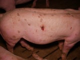 Tierschützer decken Skandal in Mastbetrieb auf