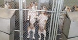 Beagle im Zwinger einer "Hundezucht-Station" in den USA