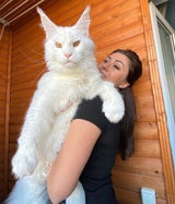 Kefir ist die größte Hauskatze der Welt