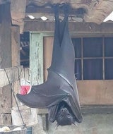 Fledermaus