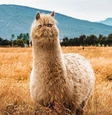 pixelmatedanimals