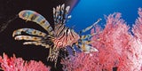 Die Top-Tipps für Ihren Thailand-Urlaub