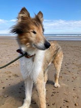 RSPCA