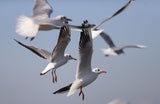 Möwe