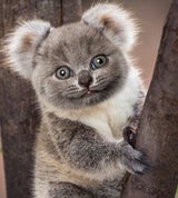 pixelmatedanimals
