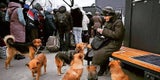 Haustiere im Krieg – Österreich hilft