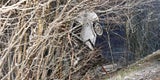 Unfall-Auto bleibt mit Heck in Baumkrone hängen