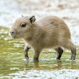 Baby-Boom in Schönbrunn