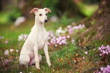 Hunde