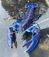 Hummer