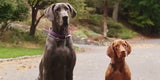 Immer mehr Aufnahmestopps in Tierheimen