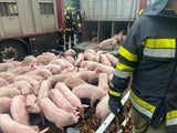 Ferkel