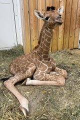 Giraffenbaby