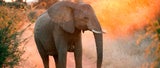 Erlebe ungezähmte Lebensfreude in Südafrika