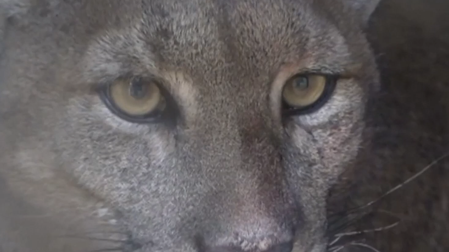 Rettung der Berglöwen: Puma-Projekt in Washington