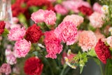 Sags durch die Blume