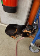 Wiener Polizisten haben bei einem Schwerpunkt gegen Schnellfahrer, Alkohol- und Drogenlenker in der Brigittenau einen Hund gerettet. Der Vierbeiner irrte in der Wehlistraße orientierungslos umher und war sehr verängstigt.