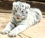 NÖ: Weißer Königstiger im "Weißen Zoo" geboren
