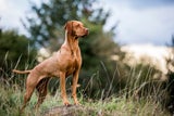Hunde