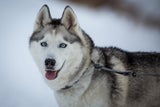 Hunde
