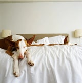 Hunde