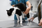 Cyberkatze Pauli Beine 3D-Drucker