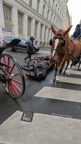 Dramatischer Fiaker-Unfall in Wien: Pferd schwer verletzt
