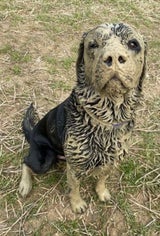 Dreckiger Hund
