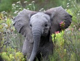 Die große ReiseLust24 Südafrika-Safari
