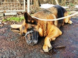 Die Tierrettung hat einen Schäferhund mit Verletzungen von einem sogenannten Korallenhalsband aus einem Grazer Haushalt abgeholt.&nbsp;&nbsp;