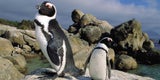 Boulders Beach