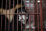 Vier Pfoten: Neun Kragenbären in Vietnam gerettet