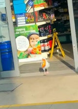 Möwe