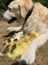 Hund mit Küken