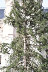 Zausel-Baum vor Rathaus aufgestellt