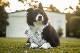 Hunde