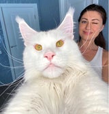 Kefir ist die größte Hauskatze der Welt