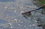 Fischsterben in der Oder: 200.000 Euro für Aufklärung