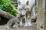 Zoo Schönbrunn: Vierfacher Nachwuchs bei den Arktischen Wölfen