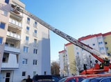 Wellensittich