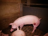 Tierschützer decken Skandal in Mastbetrieb auf