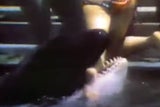 Shamu Angriff