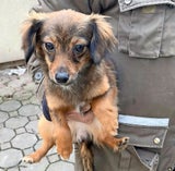 Hunde