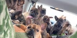 Heldenhafte Frau rettet 50 Hunde aus Ukraine