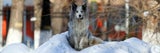 Hundi