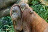 Zoo Schönbrunn feiert besondere Tierbabys