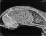 Grausame Tierquälerei: Katze mit Pfeil durchbohrt