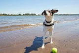Hunde