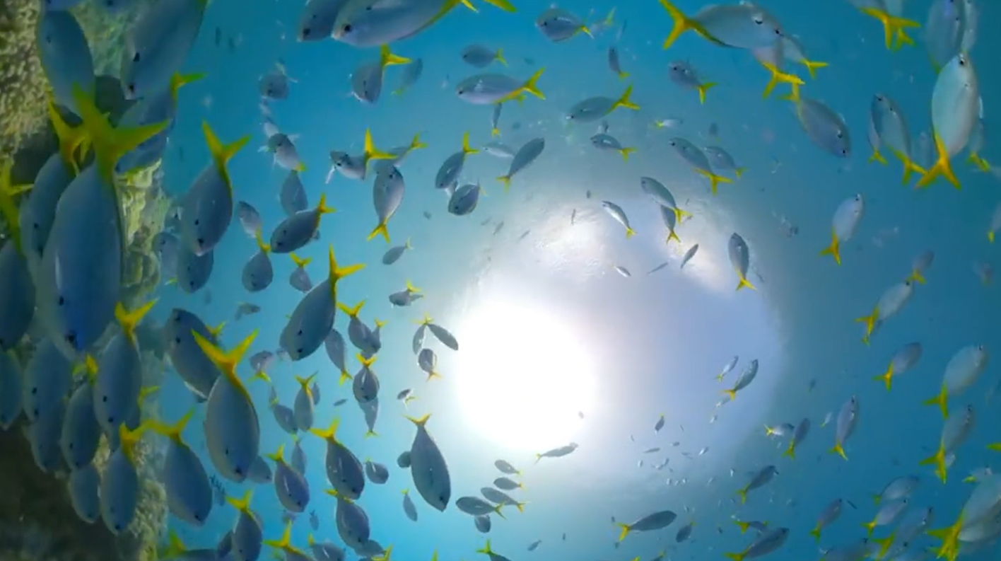 Great Barrier Reef: Australiens Korallen vermehren sich