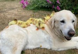 Hund mit Küken